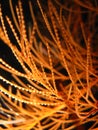 Orange branching black coral underwater