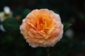 Orange/brandy hybrid tea garden rose photographed in Huntington Library botanical garden Royalty Free Stock Photo
