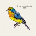 The orange-breasted bunting is a species of passerine bird , hand draw sketch vector