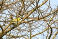 Orange breasted green Pigeon