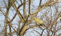 Orange breasted green Pigeon