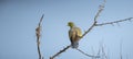 Orange-breasted green pigeon perch. Photographed from the back of the bird. Red and blue-eyed colorful birds in nature