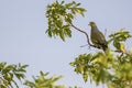 Orange-breasted Green-pigeon - Treron bicinctus