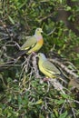 Orange-breasted Green-pigeon - Treron bicinctus