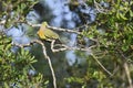 Orange-breasted Green-pigeon - Treron bicinctus