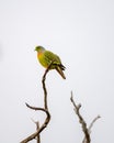 Orange-breasted green pigeon Treron Bicinctus perch high up on a dead tree branch against clear gloomy skies