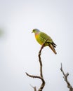 Orange-breasted green pigeon Treron Bicinctus perch high up on a dead tree branch against clear gloomy skies. close up beautiful