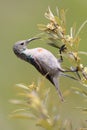 Orange Breasted Sunbird Royalty Free Stock Photo