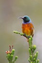 Orange Breasted Sunbird Royalty Free Stock Photo