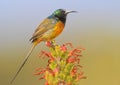 Orange Breasted Sunbird Royalty Free Stock Photo