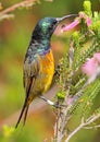 Orange Breasted Sunbird Royalty Free Stock Photo