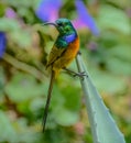 Orange-breasted Sunbird (Anthobaphes violacea)