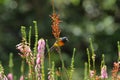 Orange Breasted Sunbird