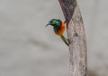 Orange-breasted Sunbird (Anthobaphes violacea)