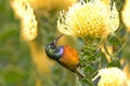 Orange-breasted Sunbird feeding