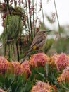 Sunbird on a protea Royalty Free Stock Photo