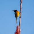 Orange-breasted Sunbird