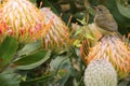 Sunbird on protea Royalty Free Stock Photo