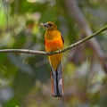 Orange-breasted Trogon bird