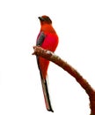 Orange-breasted Trogon