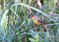 The orange-breasted waxbill (Amandava subflava)
