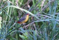 The orange-breasted waxbill (Amandava subflava)