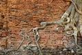 Orange brick wall with ancient root tree