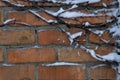 Orange brick wall braided by ivy after snowfall