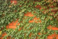 An orange brick wall is with many green leaves. Bushes of a green plant create a beautiful background. Fence wrapped in vine. Royalty Free Stock Photo