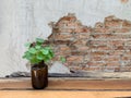 Orange brick wall Wooden windows with the tiny tree on cement walls, abstract art background and vintage wallpaper Royalty Free Stock Photo