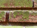 Orange bricks overlapping a wall full of green moss. Royalty Free Stock Photo