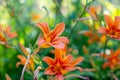 Orange bright daylily flowers in the garden on a sunny day. Summer floral background Royalty Free Stock Photo