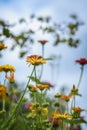 Orange bright flowers on background of blue sky, meadow in summer, sunny day. Picturesque colorful natural backdrop Royalty Free Stock Photo