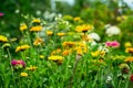 Orange bright flowers, meadow in summer, sunny day. Picturesque colorful natural background Royalty Free Stock Photo