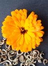 Orange bright marigold flower and ripe calendula seeds on stone background. Top view