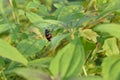 Orange bristle beetle hiding in leaves Royalty Free Stock Photo