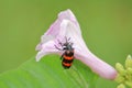 Orange bristle beetle Royalty Free Stock Photo