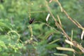Orange bristle beetle sitting on stem. Royalty Free Stock Photo
