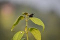 Orange bristle beetle sitting on top of the stem Royalty Free Stock Photo