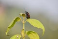 Orange bristle beetle sitting on top of the stem. Royalty Free Stock Photo