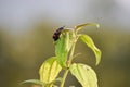 Orange bristle beetle sitting on walking on green leaves Royalty Free Stock Photo