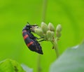 Orange bristle beetle Royalty Free Stock Photo