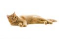 Orange british pedigree cat Royalty Free Stock Photo