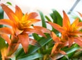 Orange Bromeliaceae Royalty Free Stock Photo