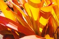 Orange Bromeliad Aechmea blanchetiana Royalty Free Stock Photo