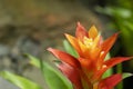 Orange Bromeliads flowering plants blooming in the garden with natural light background. Royalty Free Stock Photo