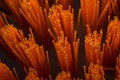 Orange Broom Macro photography Royalty Free Stock Photo