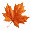 Orange and Brown Autumn Maple Leaf on White Background Royalty Free Stock Photo