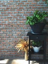 Orange brick wall and natural light in the house