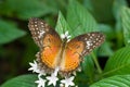 Orange and brown Butterfly Royalty Free Stock Photo